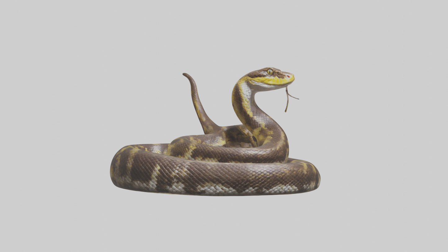 Burmese Python coiled model VR / AR / low-poly