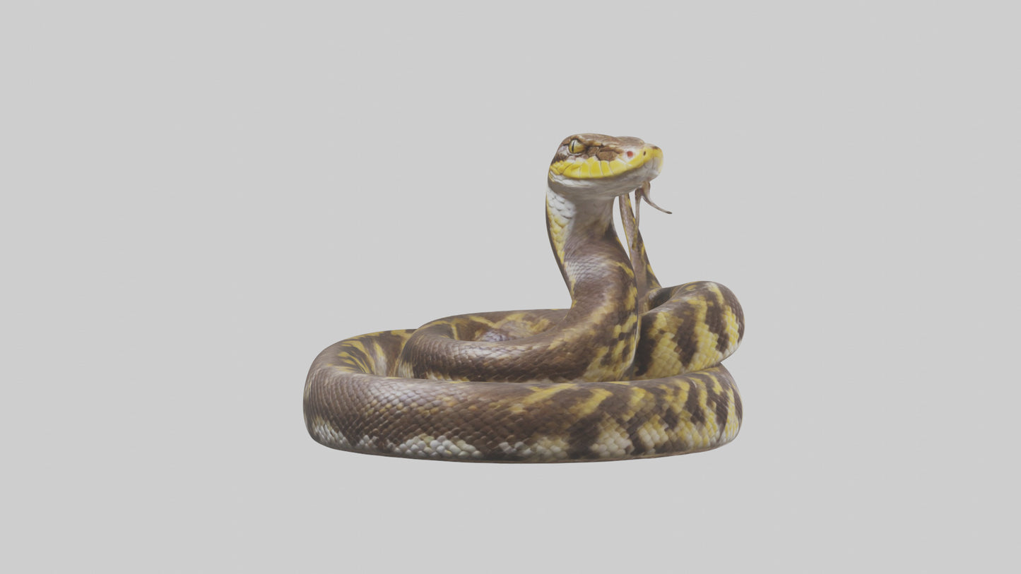 Burmese Python coiled model VR / AR / low-poly
