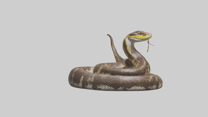 Burmese Python coiled model VR / AR / low-poly