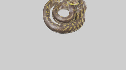 Burmese Python coiled model VR / AR / low-poly