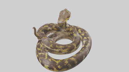 Burmese Python coiled model VR / AR / low-poly