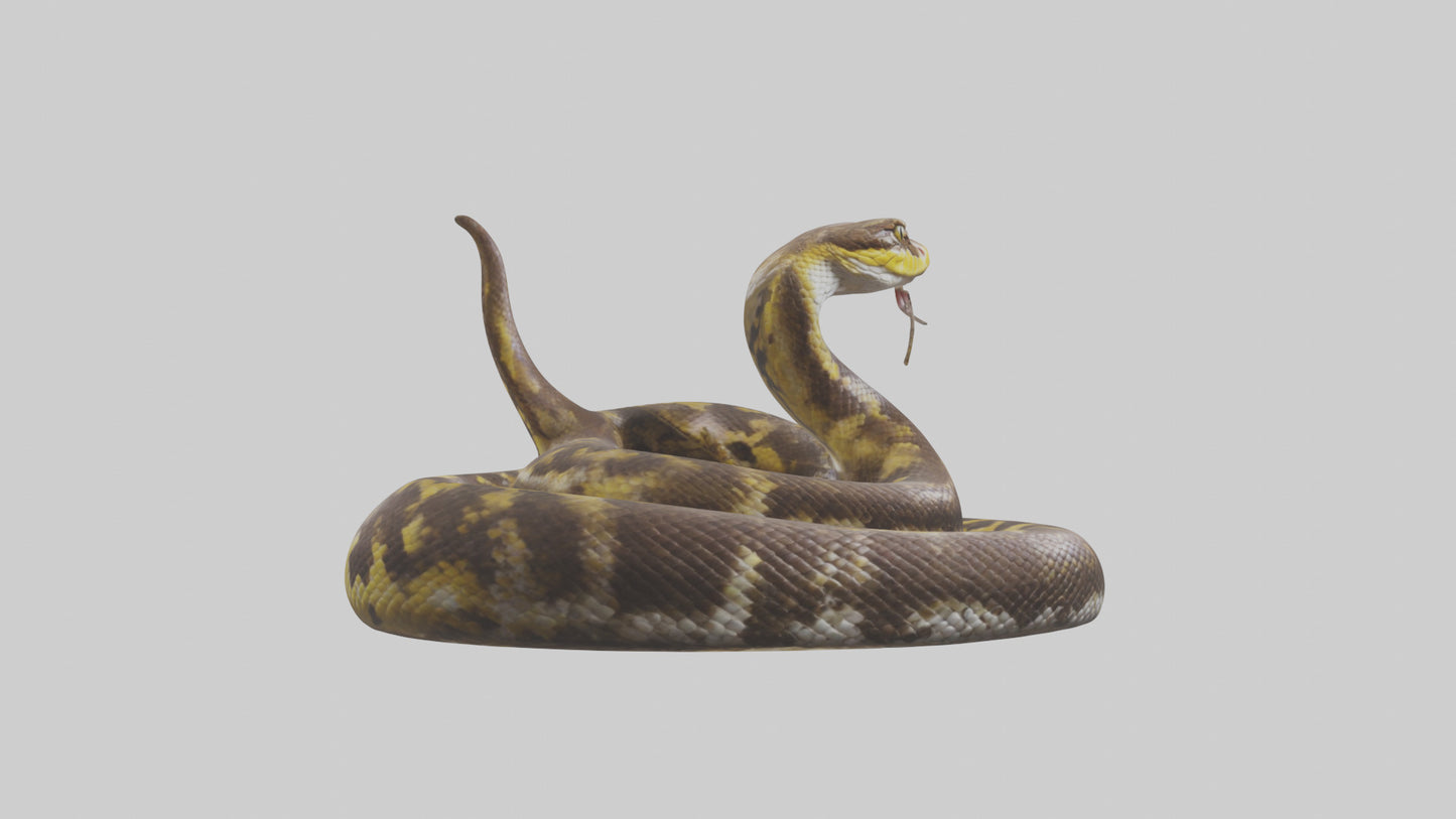 Burmese Python coiled model VR / AR / low-poly