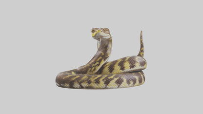 Burmese Python coiled model VR / AR / low-poly