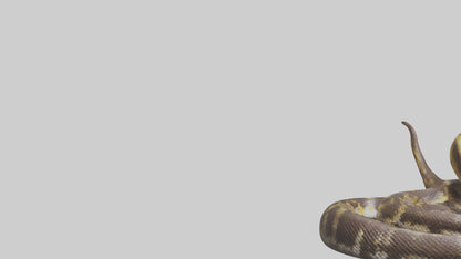 Burmese Python coiled model VR / AR / low-poly