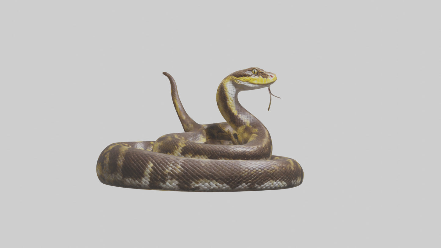 Burmese Python coiled model VR / AR / low-poly
