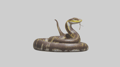 Burmese Python coiled model VR / AR / low-poly