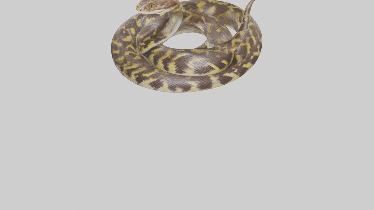 Burmese Python coiled model VR / AR / low-poly
