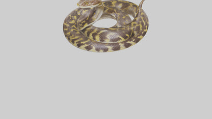 Burmese Python coiled model VR / AR / low-poly