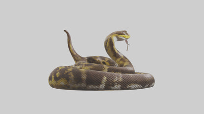 Burmese Python coiled model VR / AR / low-poly