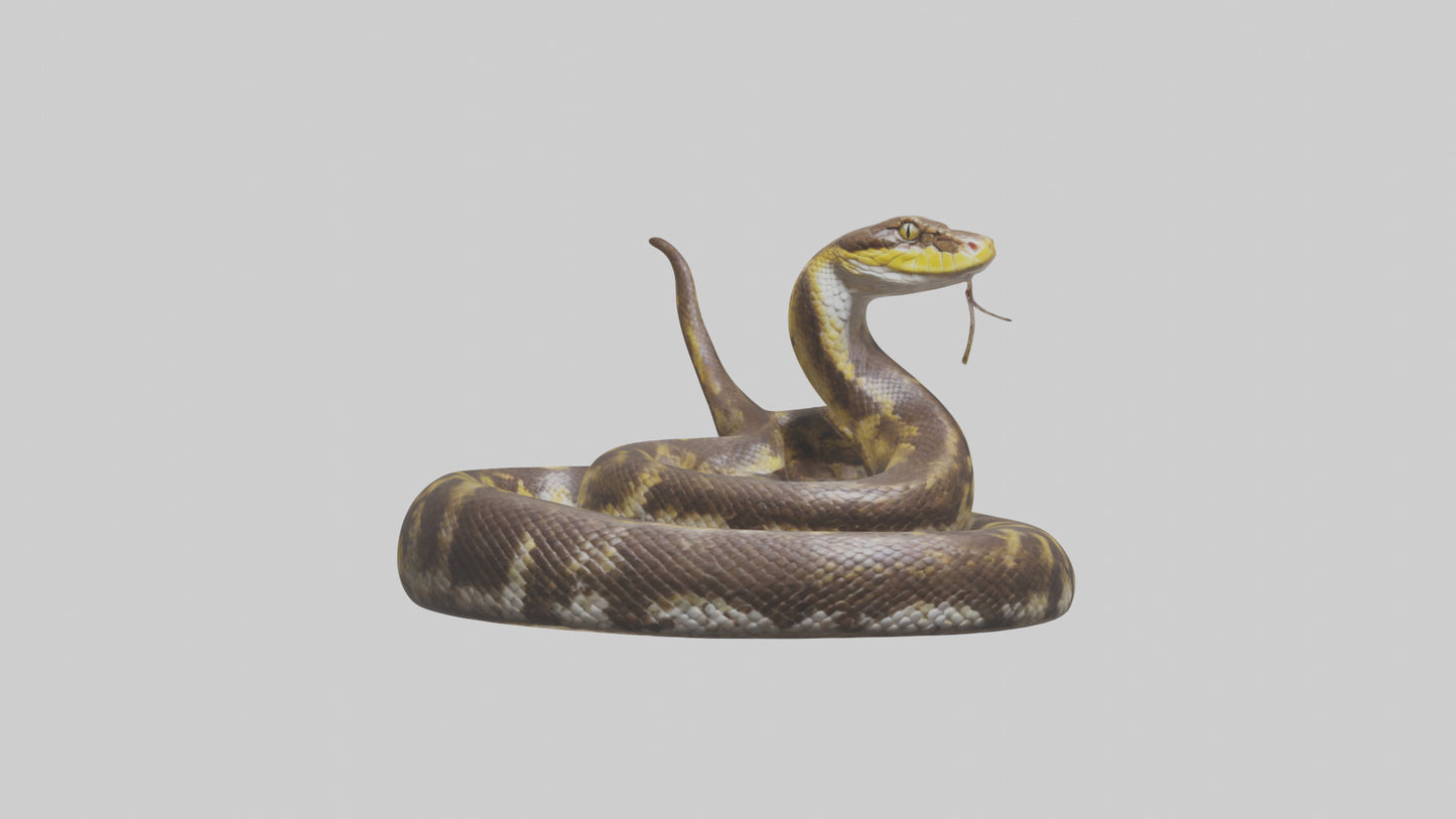 Burmese Python coiled model VR / AR / low-poly