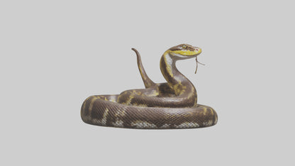 Burmese Python coiled model VR / AR / low-poly
