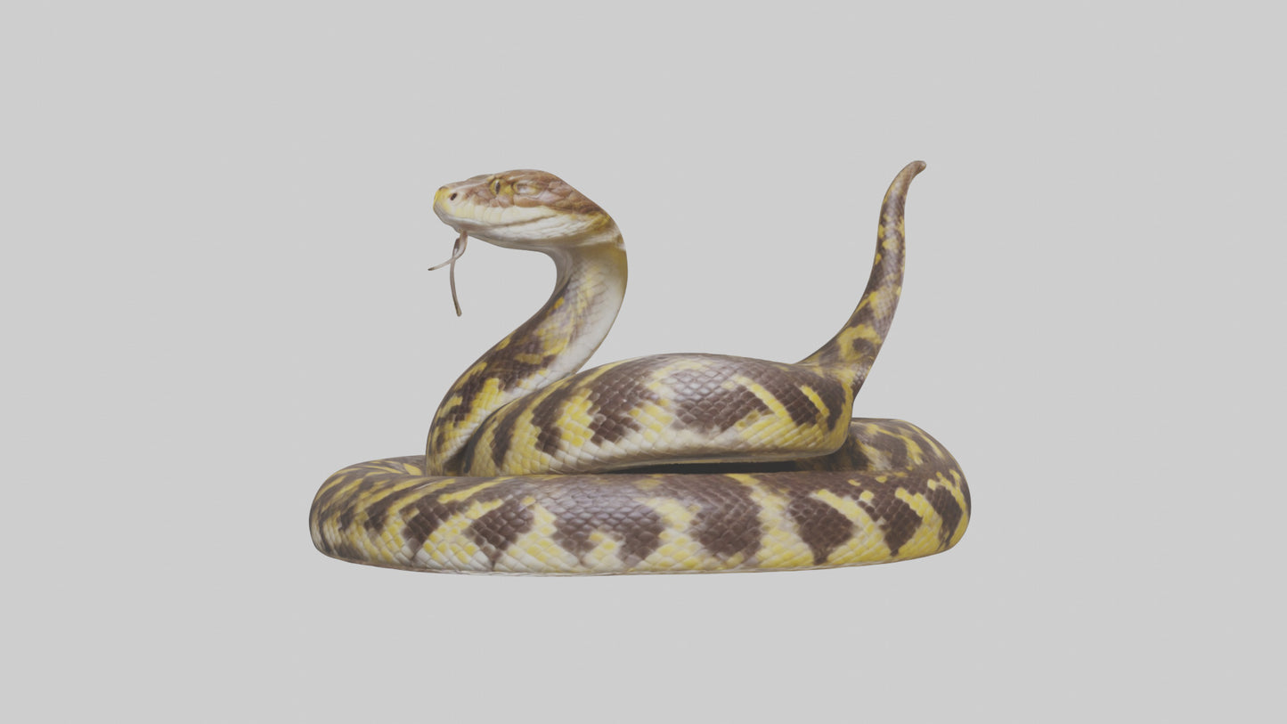 Burmese Python coiled model VR / AR / low-poly