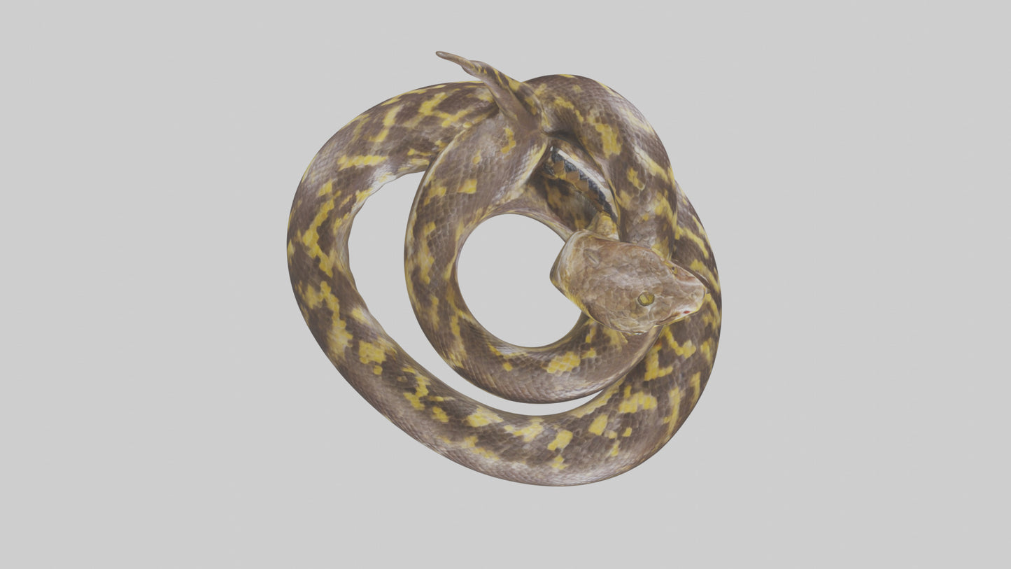 Burmese Python coiled model VR / AR / low-poly