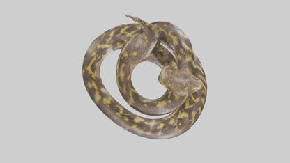 Burmese Python coiled model VR / AR / low-poly