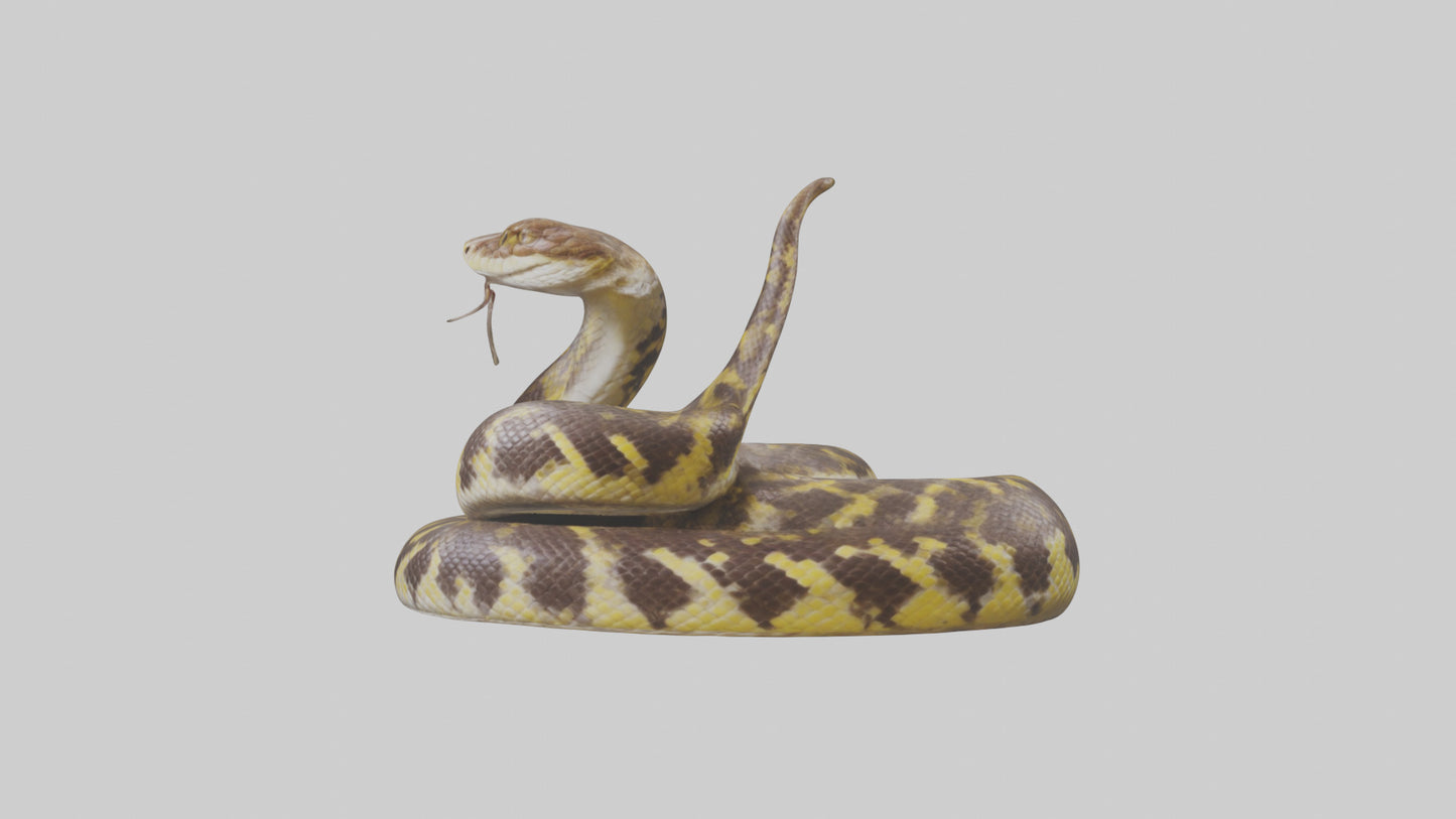Burmese Python coiled model VR / AR / low-poly