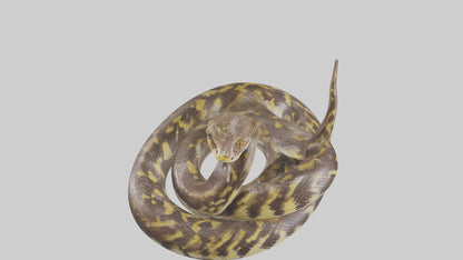 Burmese Python coiled model VR / AR / low-poly