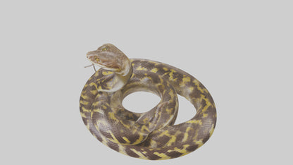 Burmese Python coiled model VR / AR / low-poly