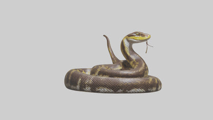 Burmese Python coiled model VR / AR / low-poly