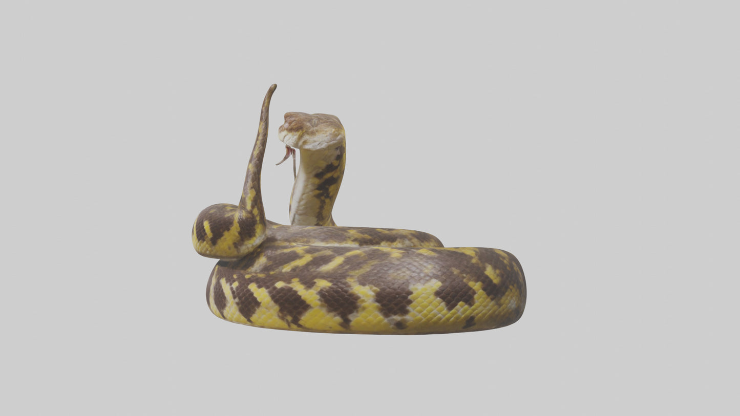 Burmese Python coiled model VR / AR / low-poly