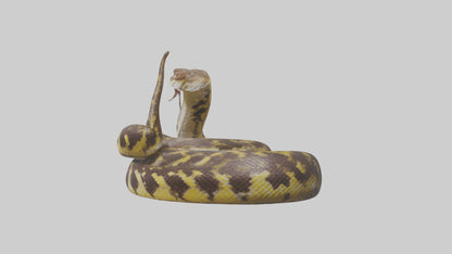 Burmese Python coiled model VR / AR / low-poly