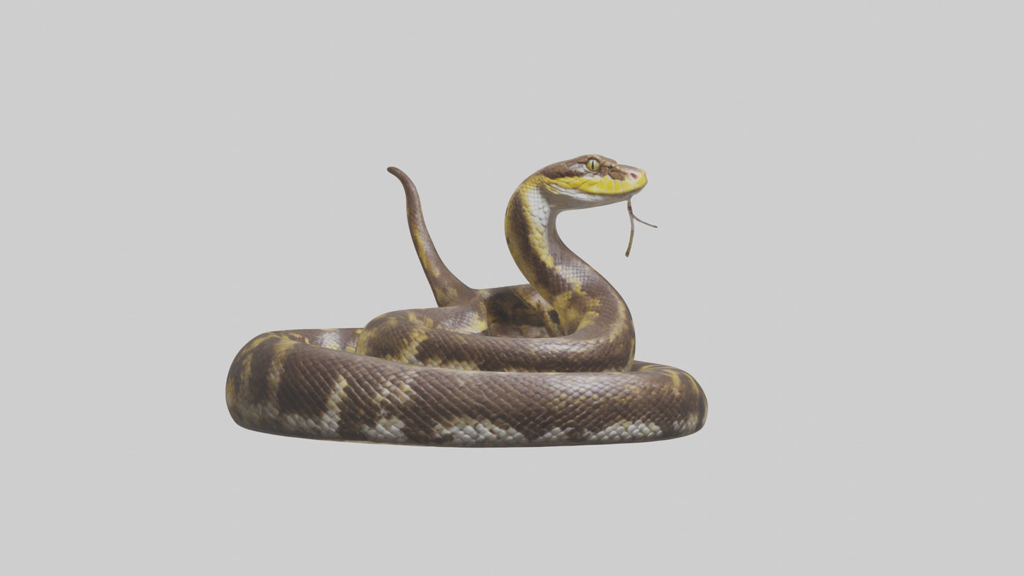 Burmese Python coiled model VR / AR / low-poly