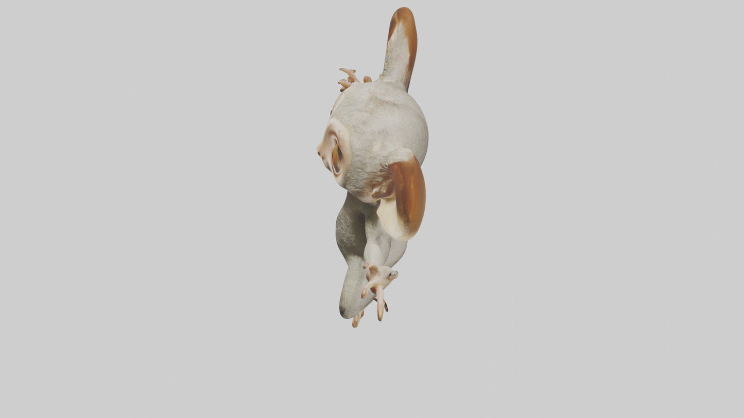 3D model Bush Baby leaping model VR / AR / low-poly