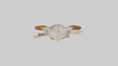 3D model Bush Baby leaping model VR / AR / low-poly