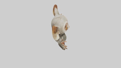 3D model Bush Baby leaping model VR / AR / low-poly