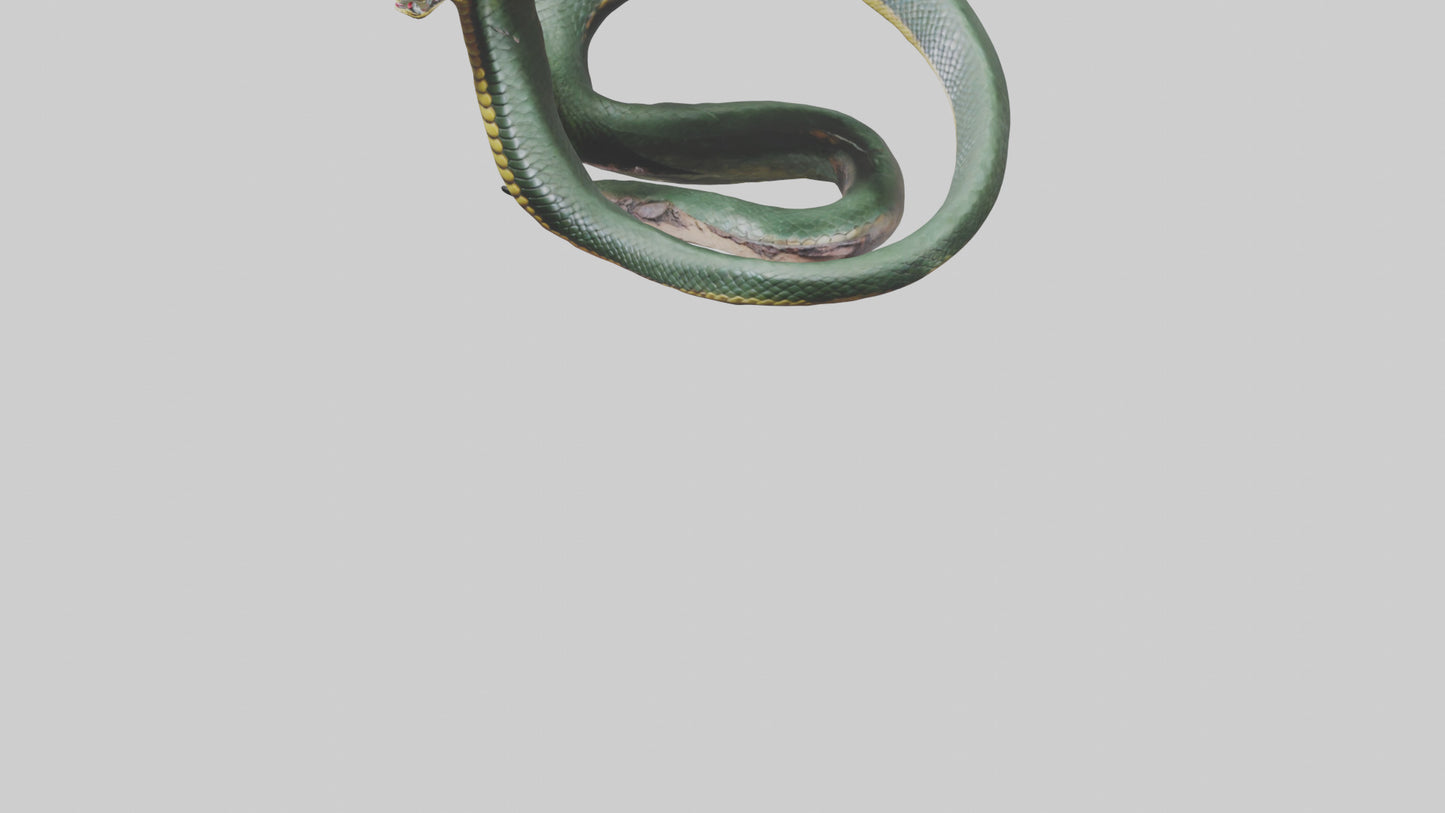 3D model Bushmaster Snake statue model VR / AR / low-poly