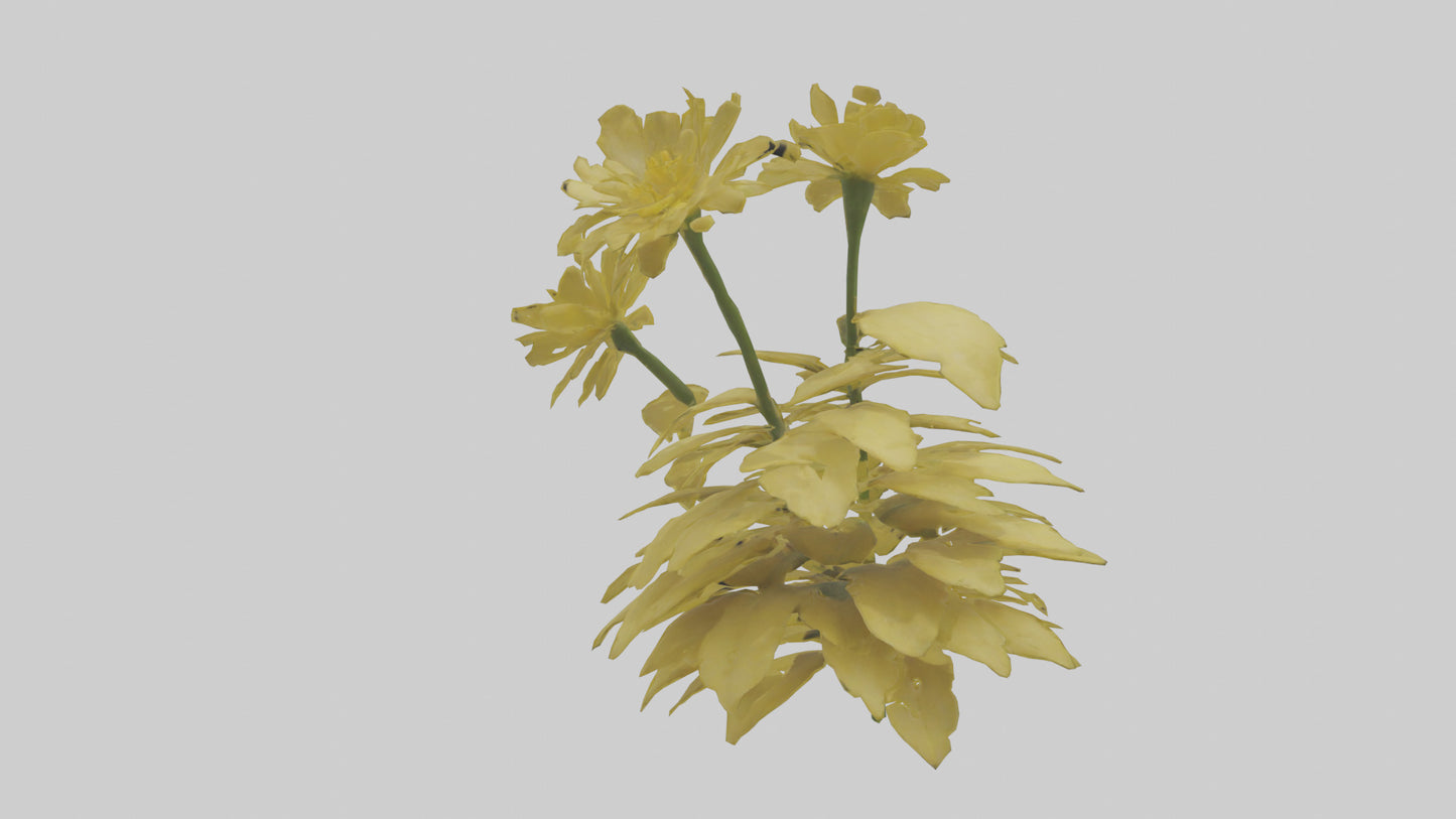 3D model Buttercup model VR / AR / low-poly