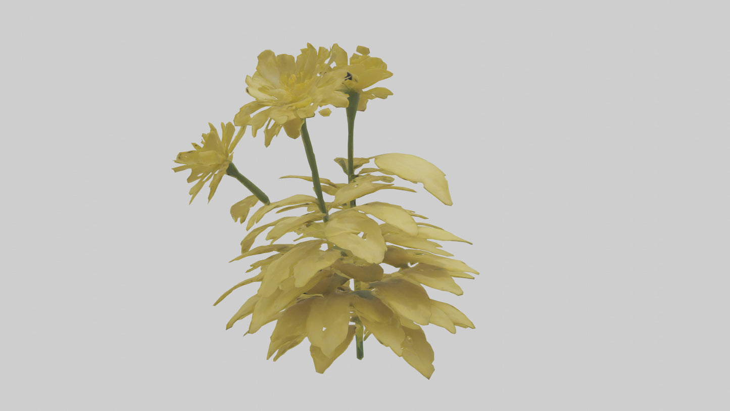 3D model Buttercup model VR / AR / low-poly