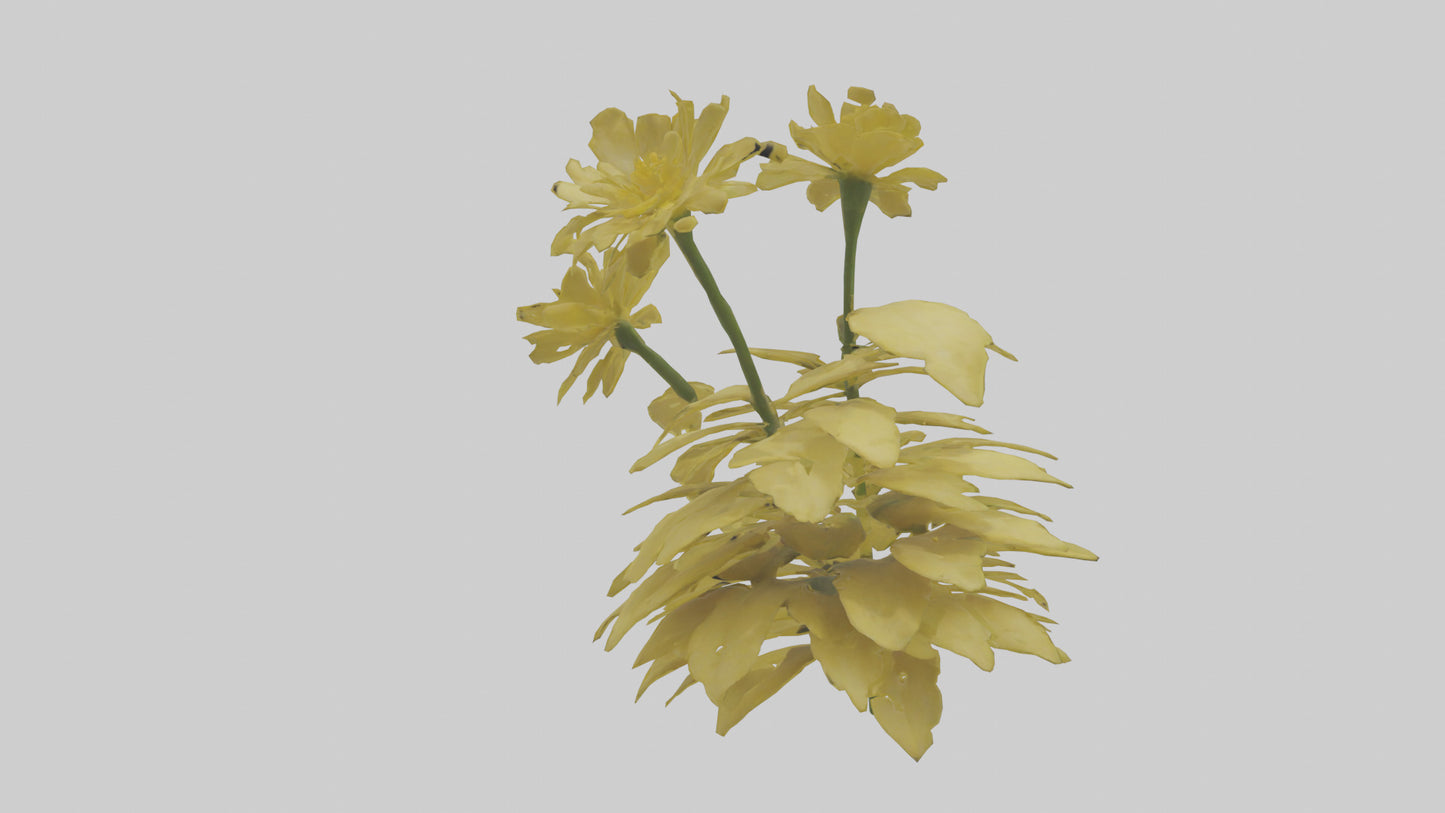 3D model Buttercup model VR / AR / low-poly