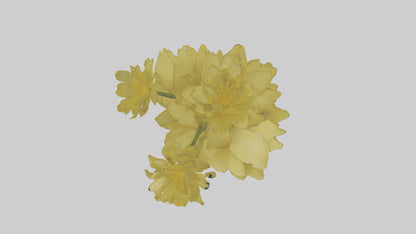 3D model Buttercup model VR / AR / low-poly