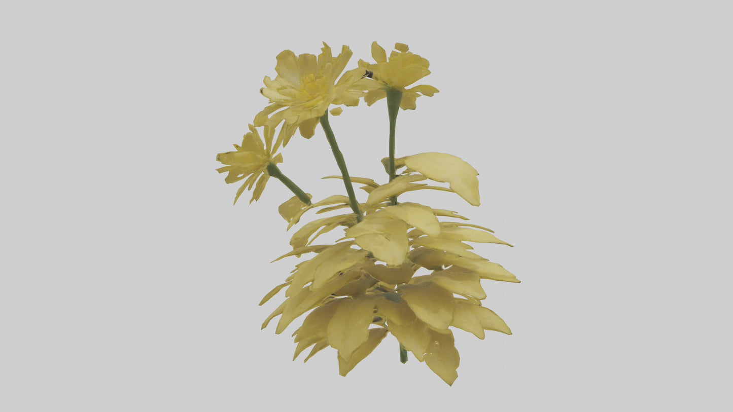 3D model Buttercup model VR / AR / low-poly