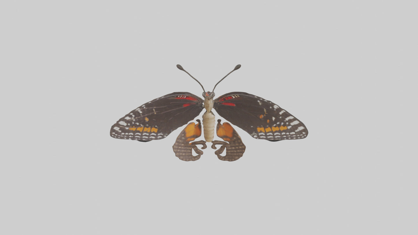 Butterfly Digestive System VR / AR / low-poly