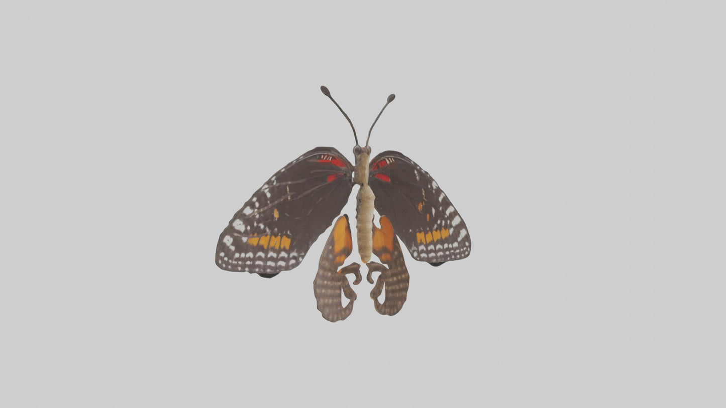 Butterfly Digestive System VR / AR / low-poly