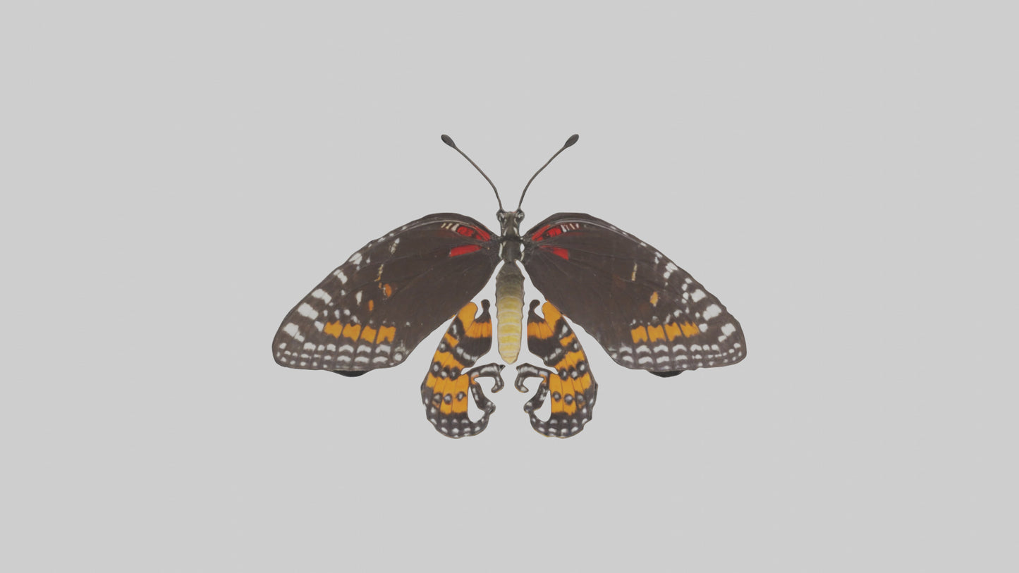 Butterfly Digestive System VR / AR / low-poly