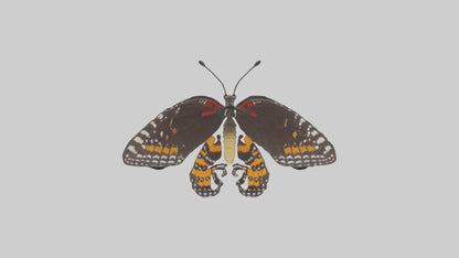 Butterfly Digestive System VR / AR / low-poly