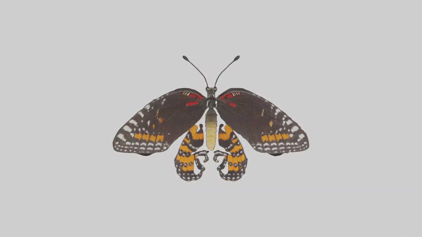 Butterfly Digestive System VR / AR / low-poly