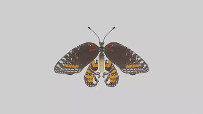 Butterfly Digestive System VR / AR / low-poly