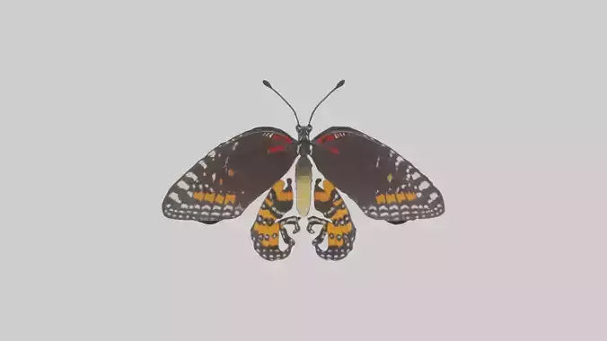 Butterfly Digestive System VR / AR / low-poly