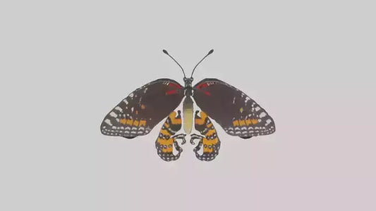 Butterfly Digestive System VR / AR / low-poly