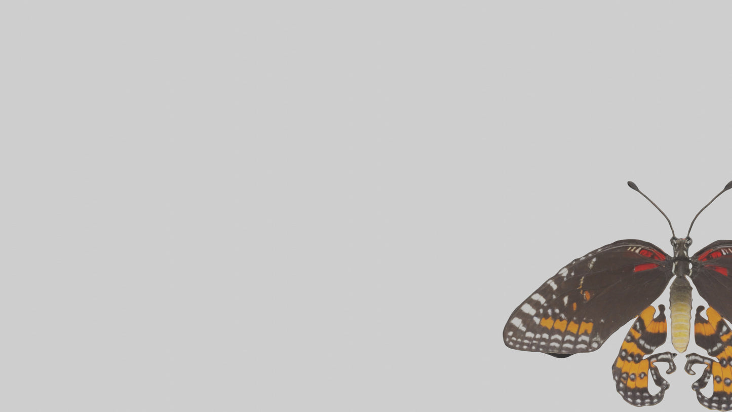 Butterfly Digestive System VR / AR / low-poly