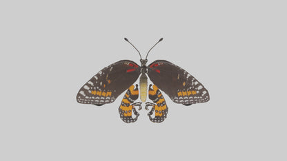 Butterfly Digestive System VR / AR / low-poly