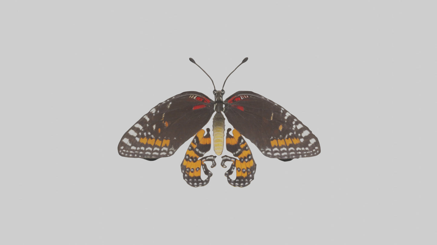 Butterfly Digestive System VR / AR / low-poly