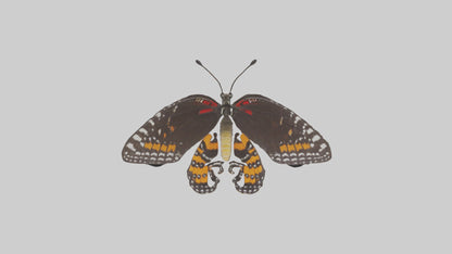 Butterfly Digestive System VR / AR / low-poly