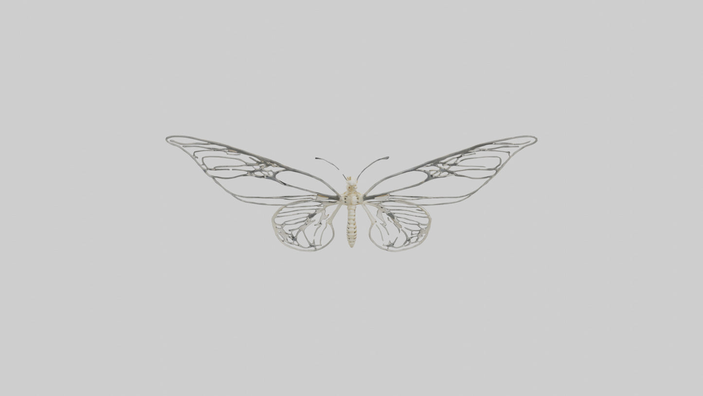 Butterfly Skeleton model VR / AR / low-poly