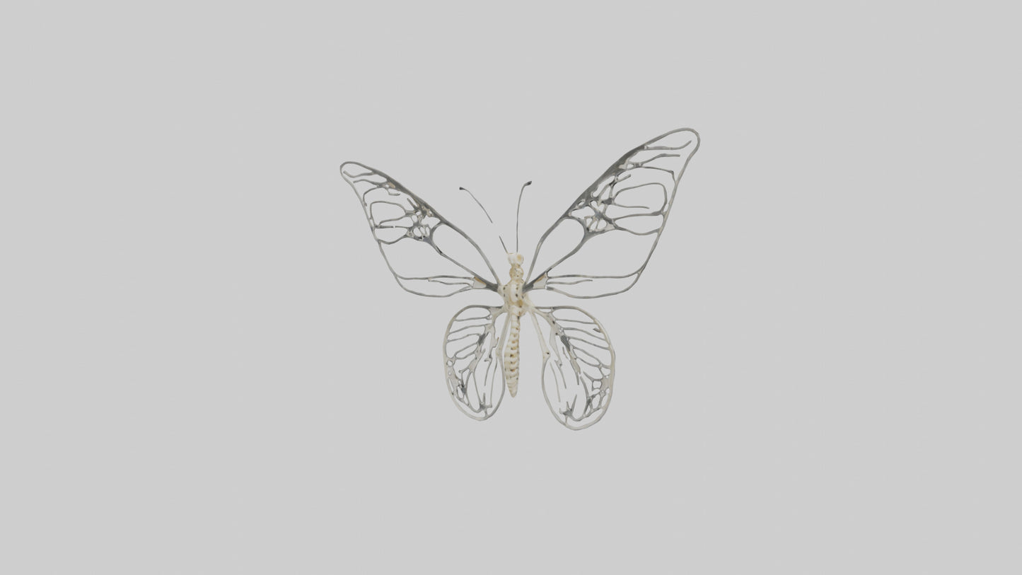 Butterfly Skeleton model VR / AR / low-poly