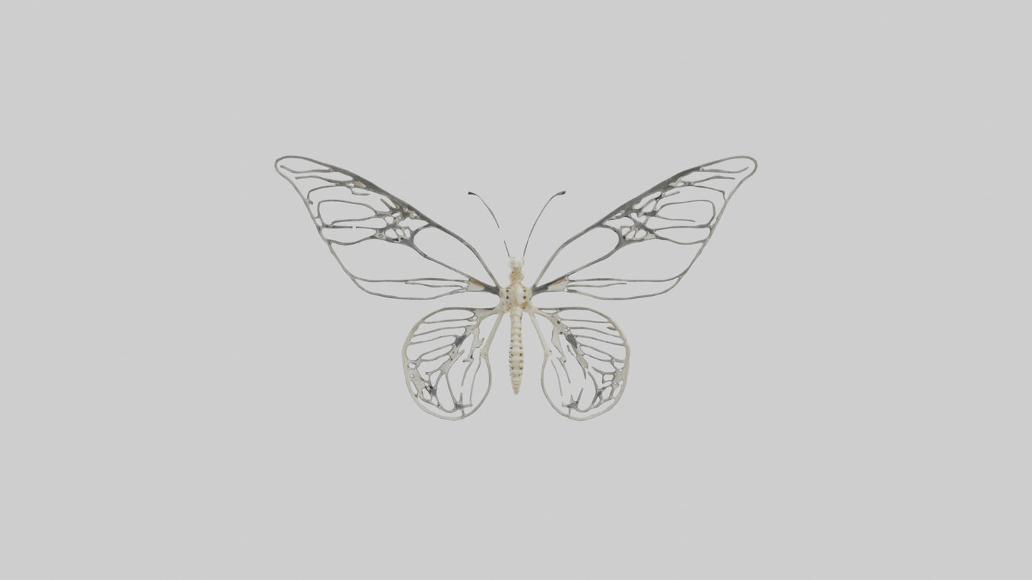 Butterfly Skeleton model VR / AR / low-poly