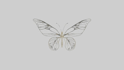 Butterfly Skeleton model VR / AR / low-poly